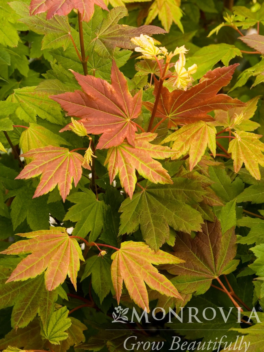 Acer Pacific Fire | Vine Maple